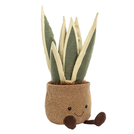Amuseable Snake Plant