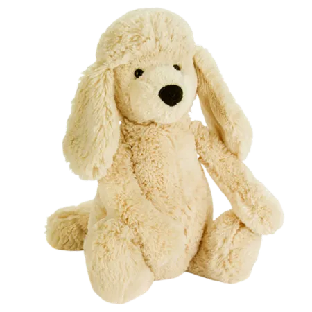 Bashful Poodle Pup