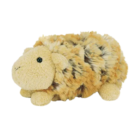 Curly Gorgeous Guinea Pig