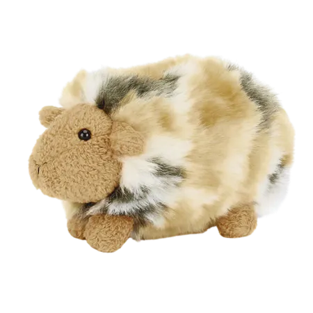 Silky Gorgeous Guinea Pig