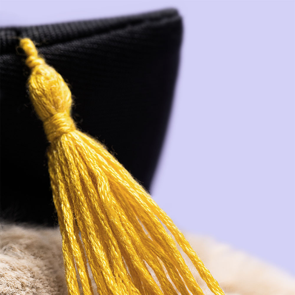 Bashful Bunny ‘Graduation’ — image 2