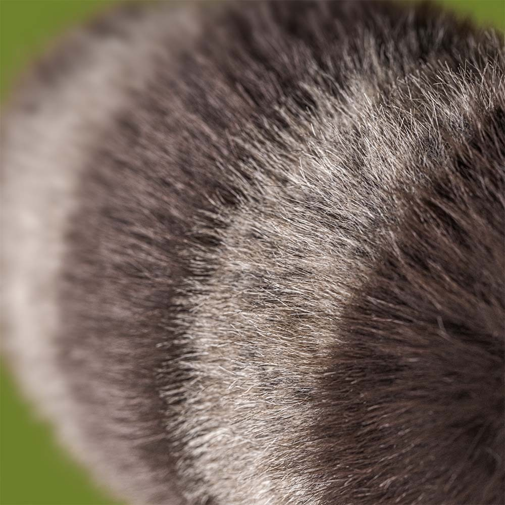 Trixiwoo Raccoon — image 2